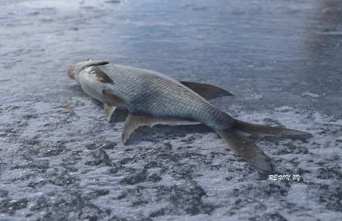 Зимняя рыбалка в Беларуси 2019